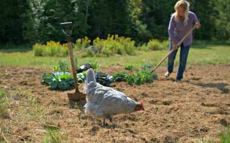 fumier de poulet un poulet qui marche sur le champs une femme qui faire du jardinage