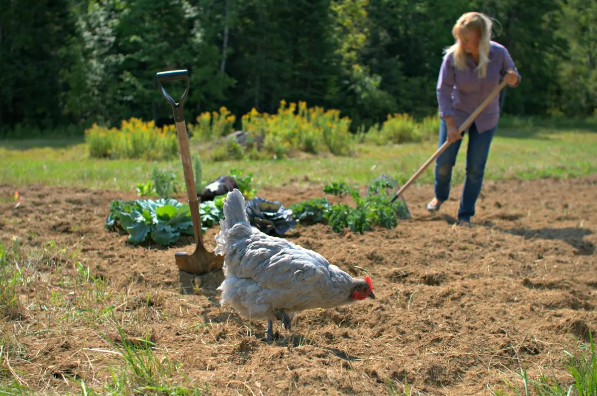 fumier de poulet un poulet qui marche sur le champs une femme qui faire du jardinage