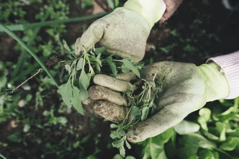 gants de jardin desherbage manuel mains plantes racines feuilles