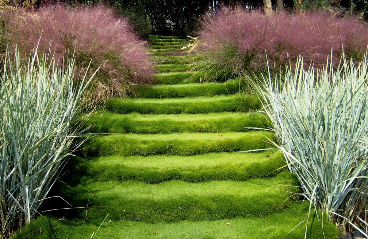gazon de mascareignes herbes vertes graminees violette escalier