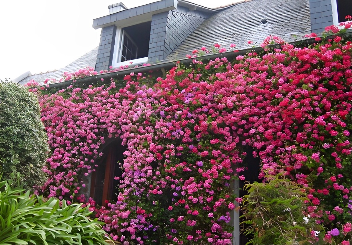 geranium lierre en facade ou en terrasse est un excellent brise vue