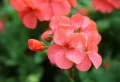 Quelles plantes pour un balcon plein sud ? Les essentielles pour une décoration florale réussie cet été !