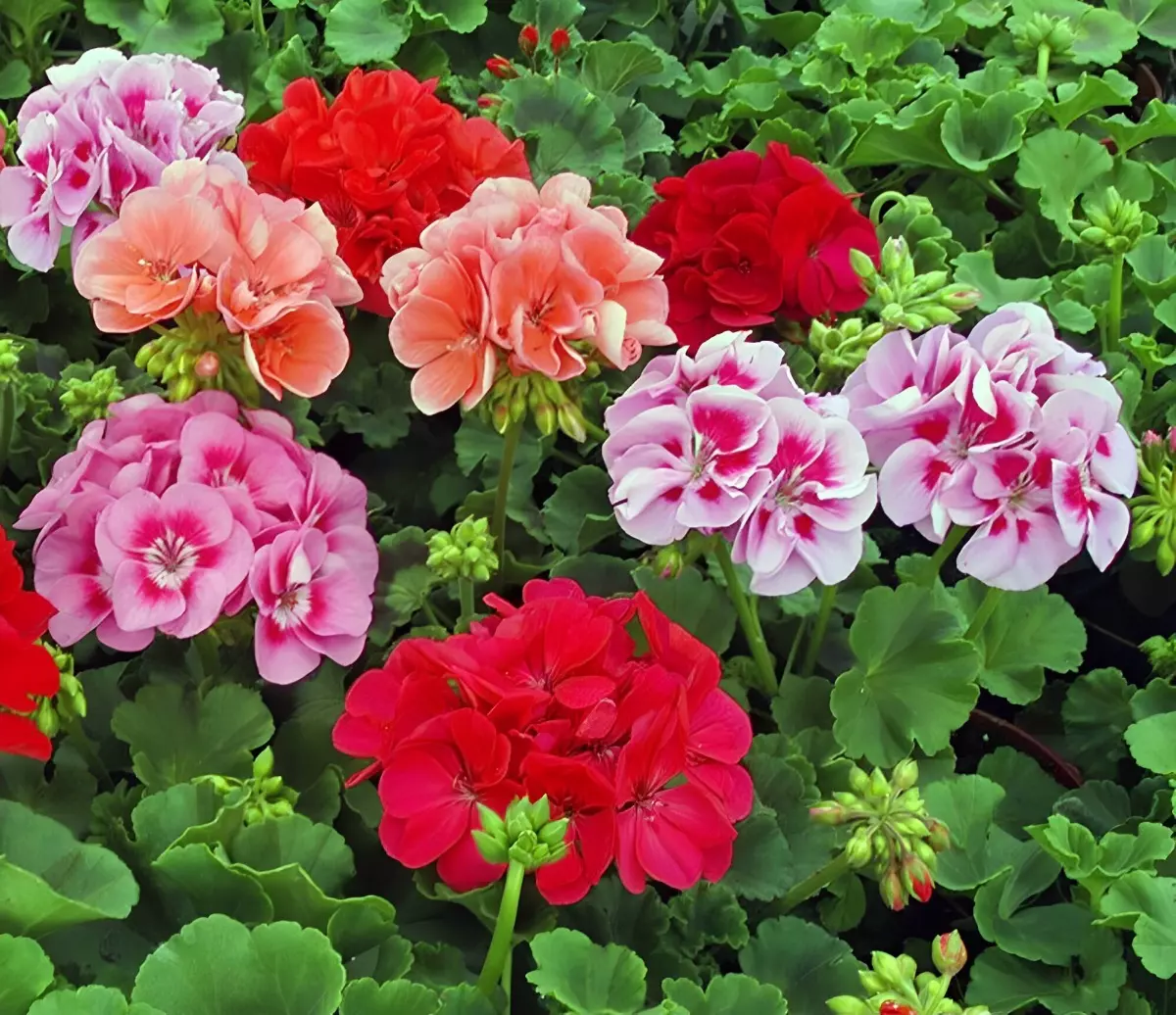 geraniums avec des fleurs en abondance de differentes couleurs