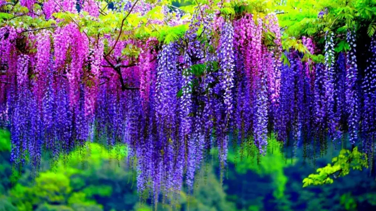 glycine violette et mauve dans un jardin pour cloture