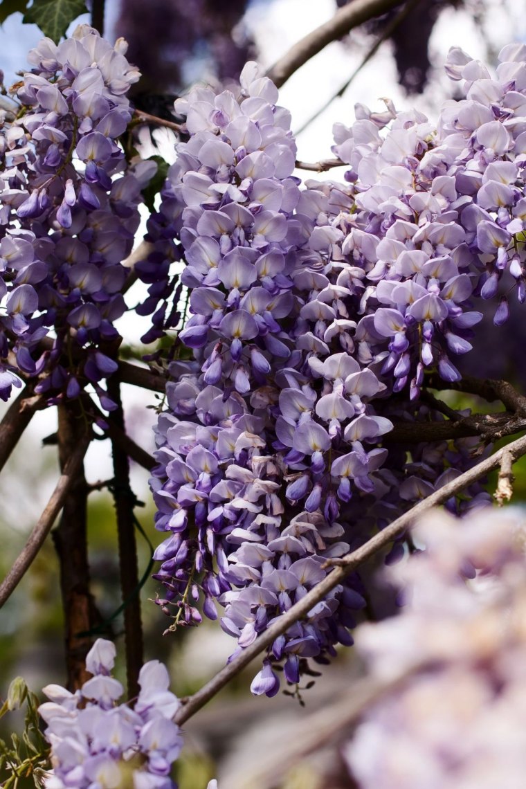 glycine violette pendante pour cloture