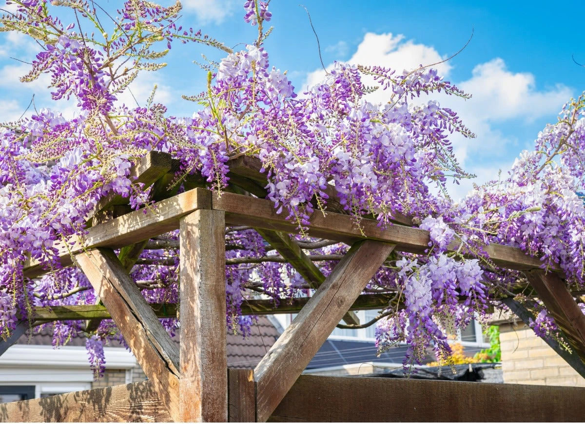 glycine vivace sur un support en bois fleurs violettes ciel blue