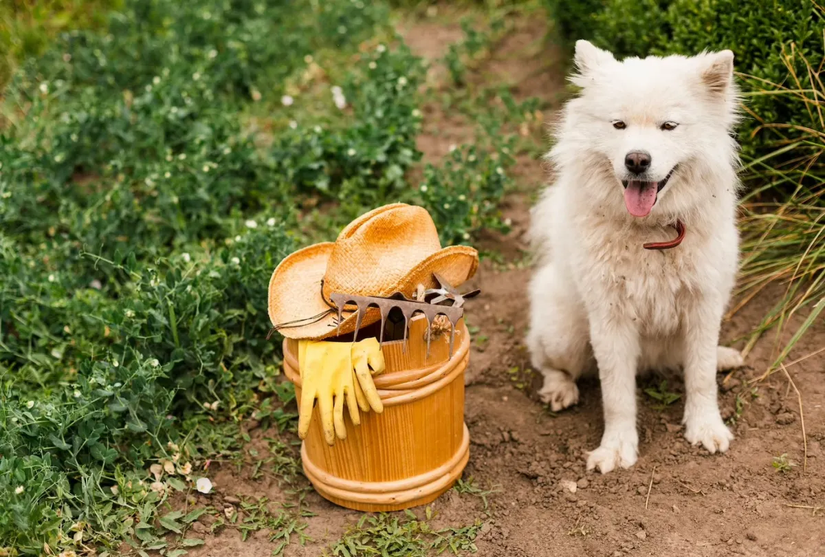gravier naturel pour chien jardin vegetaux animal compagnie outils jardinage