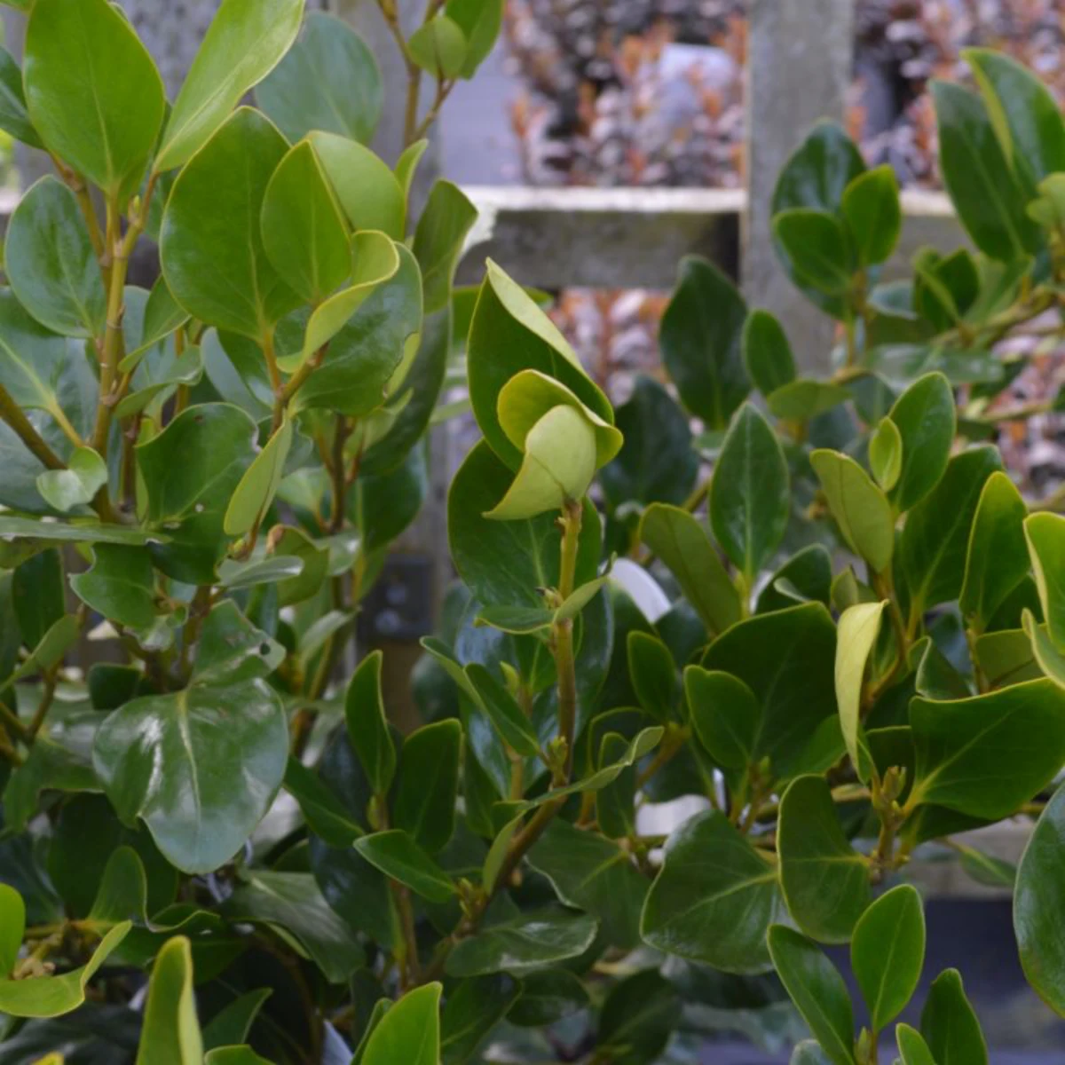 griselinia feuilles vertes plante brise vue