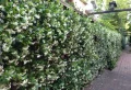 8 plantes grimpantes à feuillage persistant pour embellir votre clôture toute l’année – découvrez notre sélection !
