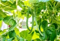 Quels légumes se marient bien ensemble ? Découvrez les meilleures combinaisons pour créer le potager de vos rêves !