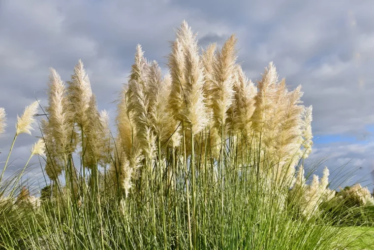 herbe de la pampa variete hauteur plante brise vue nature ciel
