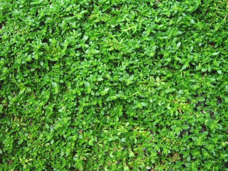 herniaria glabra quel couvre sol pour remplacer la pelouse