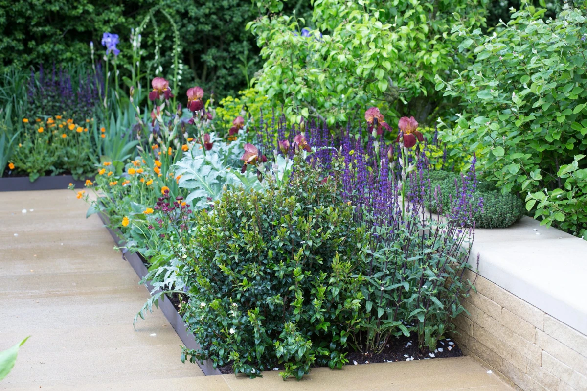 idees de bordure de jardin droit vegetation vertes et des fleurs violettes