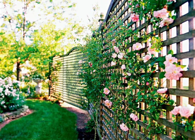 idée comment décorer une palissade de rose grimpante sur treillis jardin