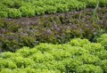 Comment lutter contre limaces et escargots au potager ? Méthodes simples à appliquer dès maintenant