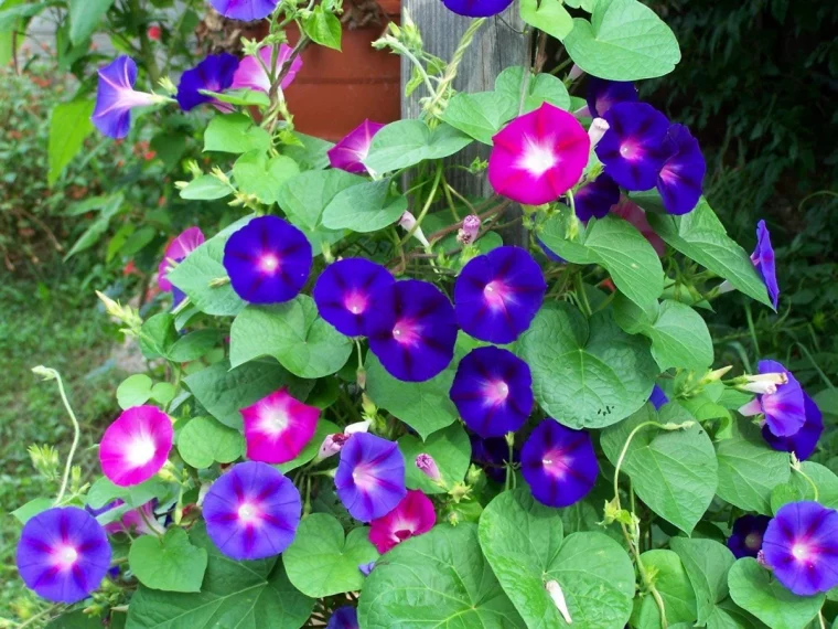 ipomee fleurs bleues et violettes grosses feuilles vertes