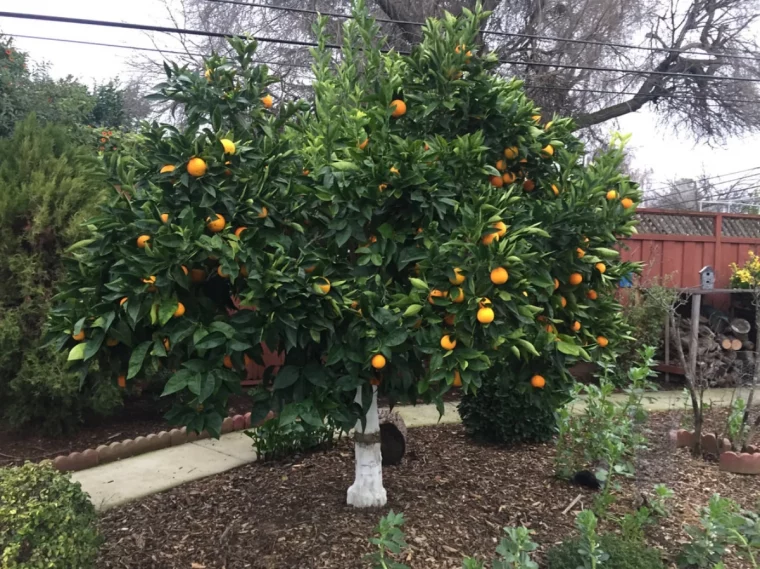 jardin avec des arbres fruitiers