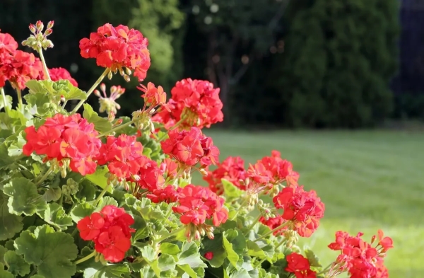 jardin lumiere paysage arbres pelouse pots geraniums veranda