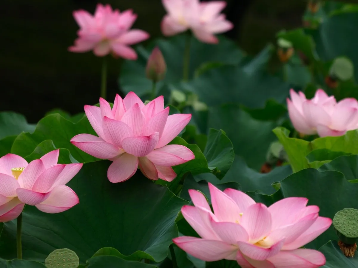 jardin paysager avec érable du japon lotus