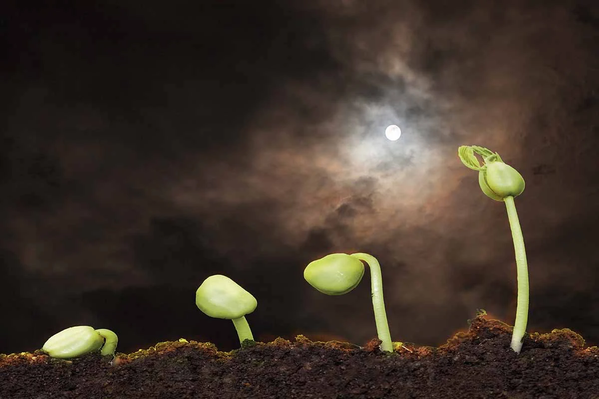 jardinage de tomates avec la lune des tiges vertes qui evoluent