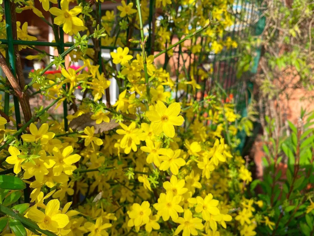 jasmin d hiver plante grimante croissance rapide fleurs jaunes