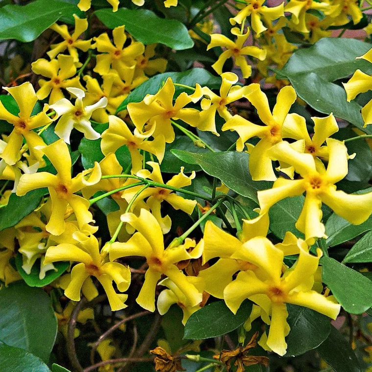 jasmin etoile a fleurs jaunes sur fond du feuillage vert profond