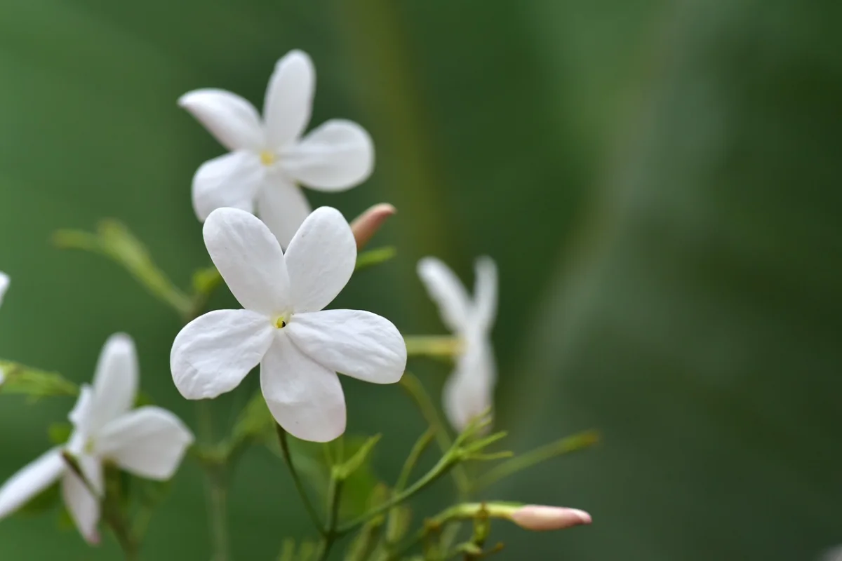 estrella jazmín planta flor blanca pétalos escalada follaje
