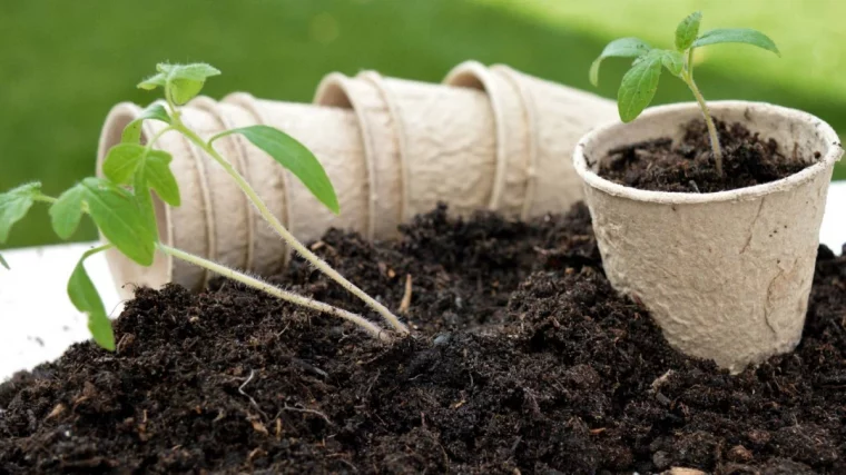 jeune plant de tomates cultive avec la lune terre godets