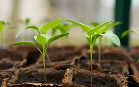 jeunes plants de tomates dans des petits pots carres individuels