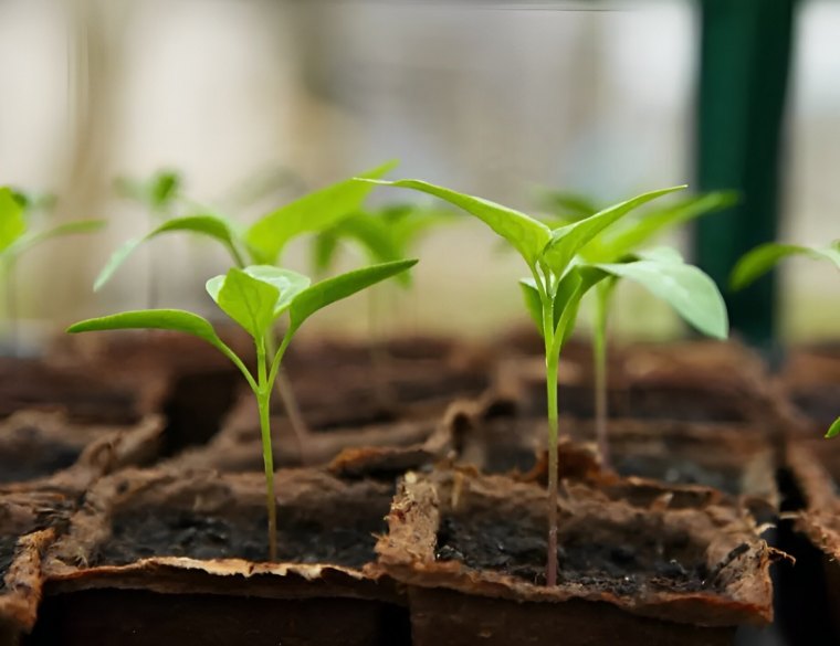 jeunes plants de tomates dans des petits pots carres individuels