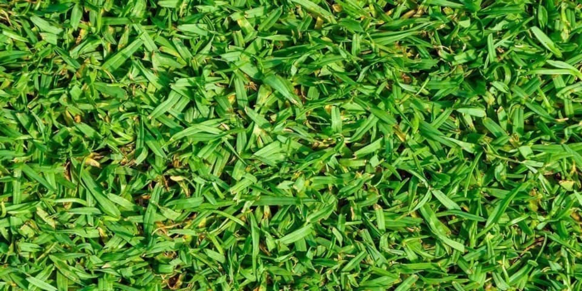 kikuyu vivavce pour remplacer l herbe verdure