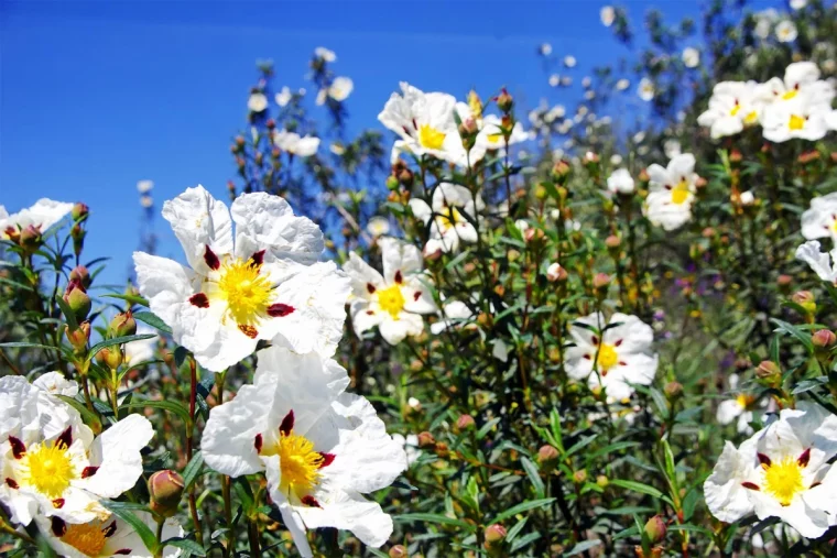 la ciste arbuste au soleil fleurs blanches feuilles vertes ciel blue