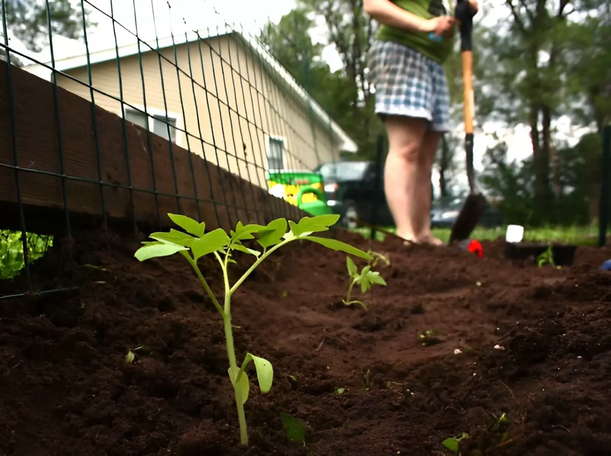 la qualite du sol est importante car les tomates ont besoin d un sol riche en nutriments