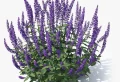 Quand tailler la sauge arbustive ? Captez le bon moment afin d’assurer une magnifique floraison cet été !