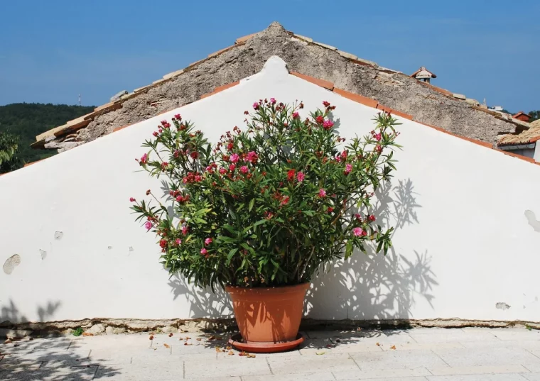 laurier rose apres l hiver pot contre un mur blanc