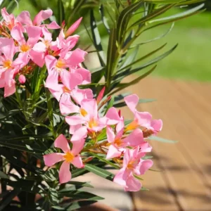 Que planter au pied des lauriers roses : le guide d'entretien complet pour sublimer votre jardin
