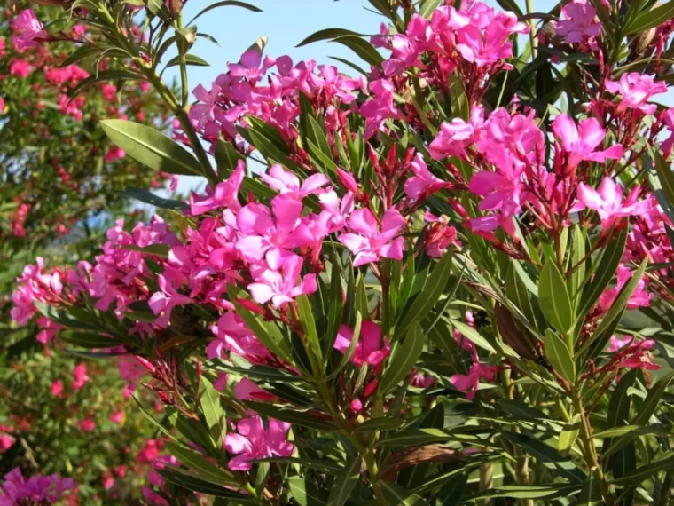 laurier rose pour balcon orienté sud