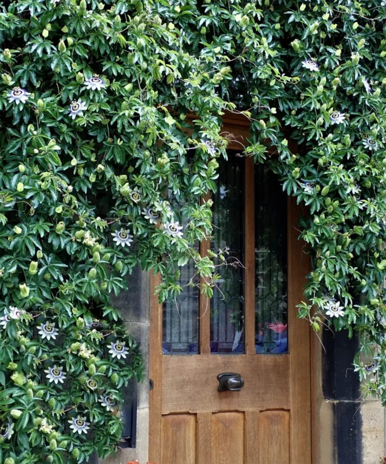 le jasmin étoilé idée d aménagement jardin original arbuste à fleurs blanches porte de bois