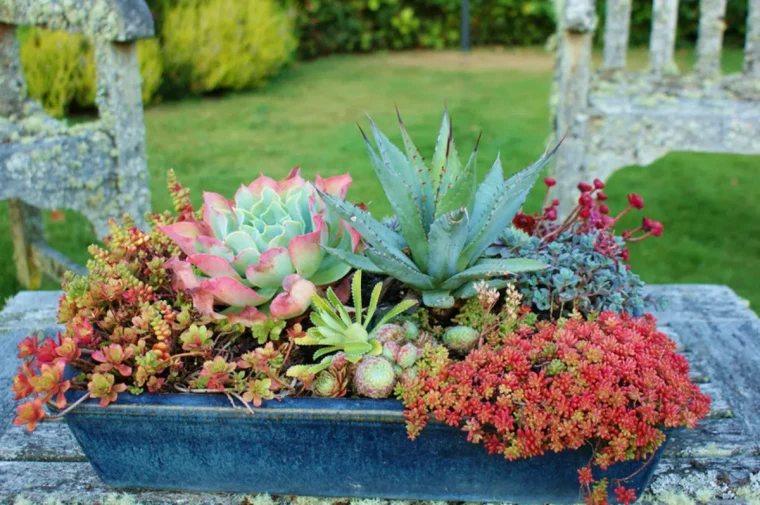 les plantes qui n'ont pas besoin de beaucoup d'eau succulentes