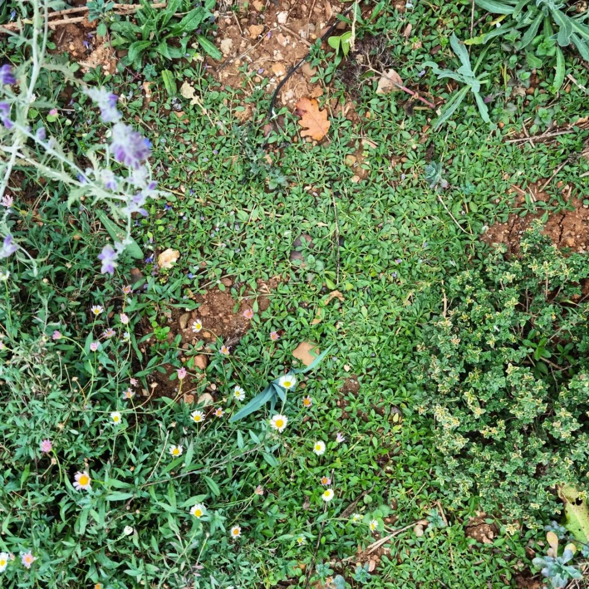 lippianodiflora pelouse verte avec de petites fleurs