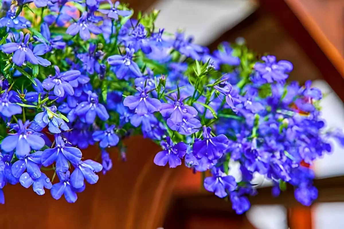 lobelies est une plante aux couleurs bleues ou violettes