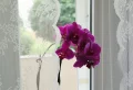 Les top erreurs rencontrées dans l’entretien des orchidées à l’intérieur et conseils pour les éviter