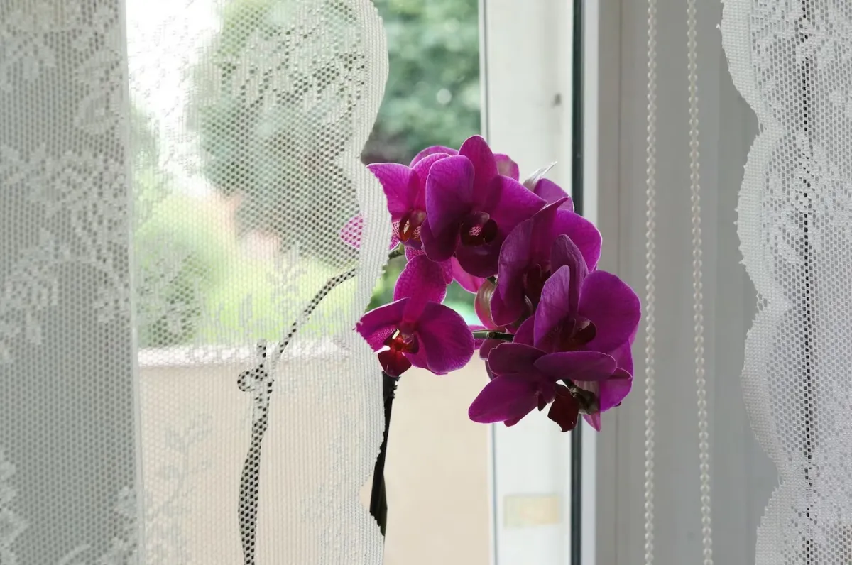 lumiere indirecte pour orchidee culture soleil protection rideau transparent