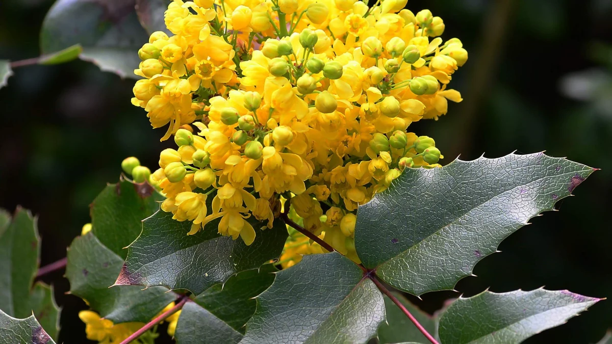 mahonia arbuste hivernale fleurs jaunes et feuilles vertes