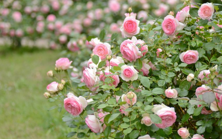 mettre de l'engrais sur les rosiers rosier blanc rose