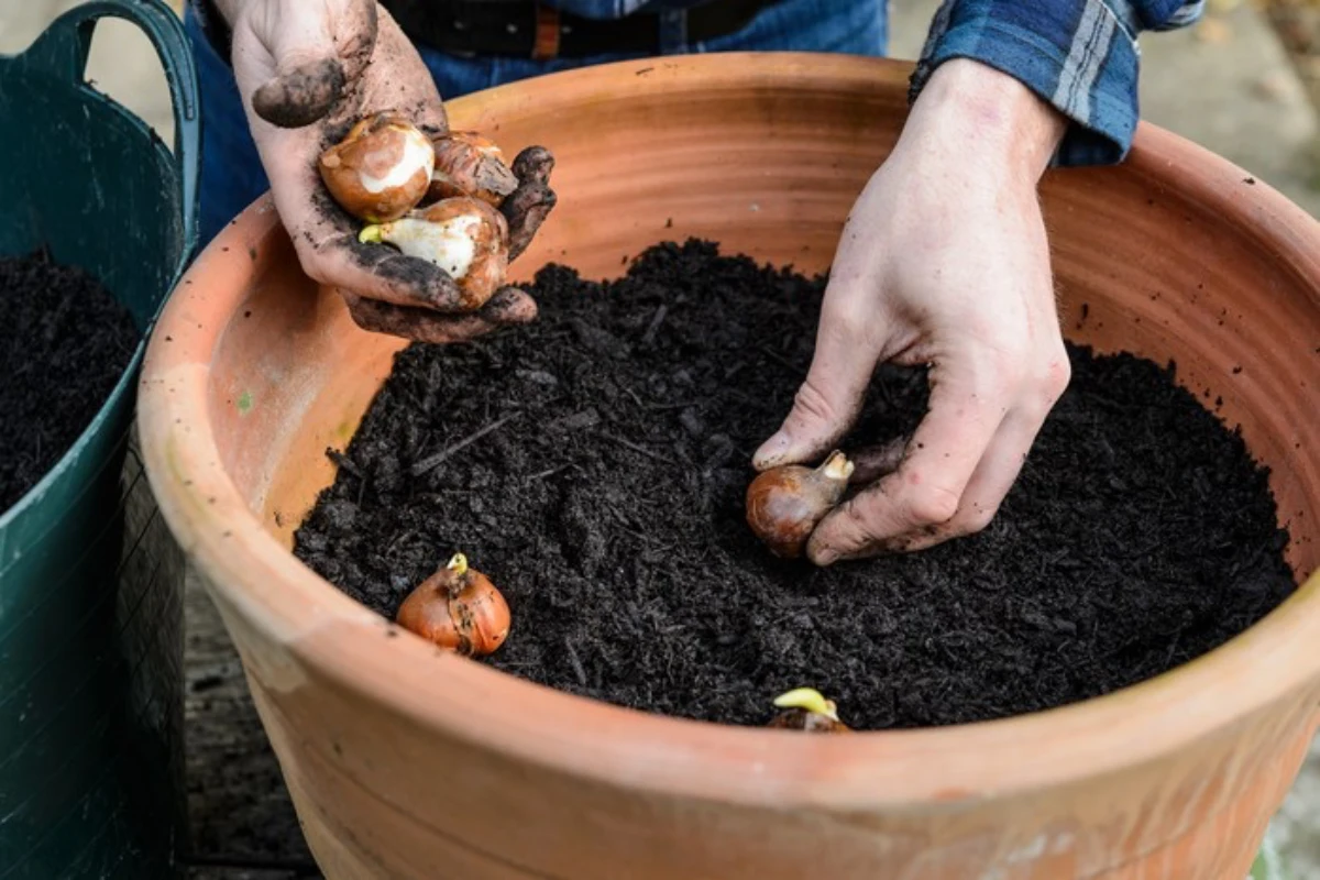 mettre des bulbes de tulipes dans un pot pour germer