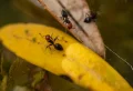 Méthodes naturelles et efficaces pour faire face aux fourmis dans le jardin ce printemps