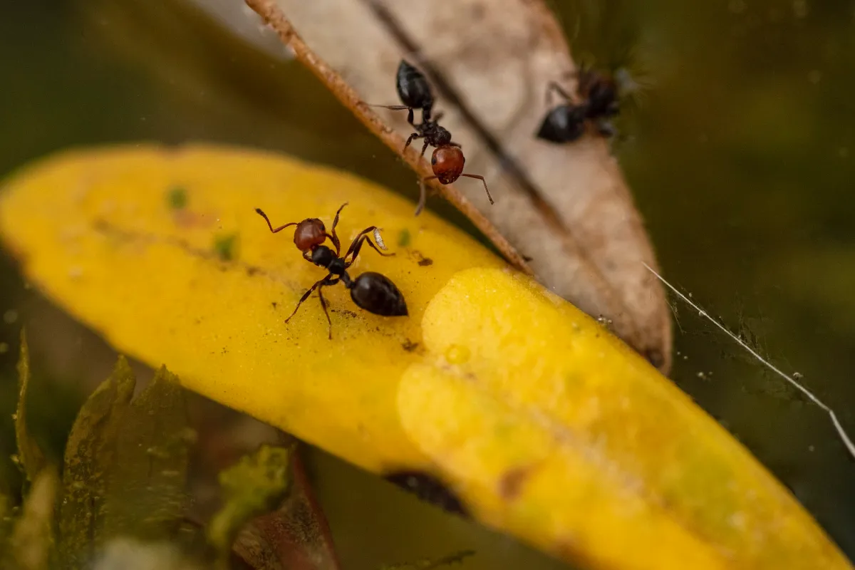 nature feuille morte invasion fourmis plantes jardin antifourmis