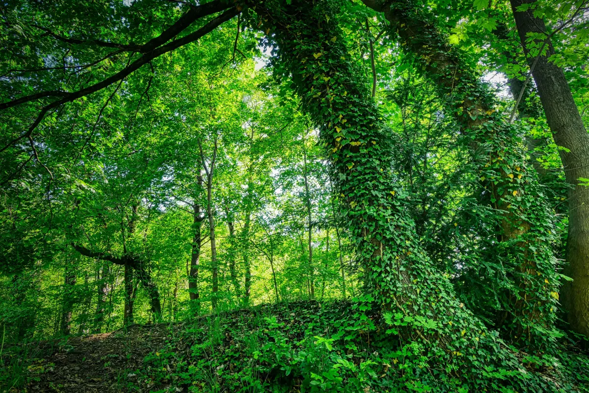 nature soleil lumiere foret arbres sol vegetation sauvage