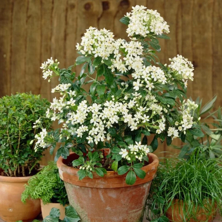 oranger du mexique en pot fleurs blanches